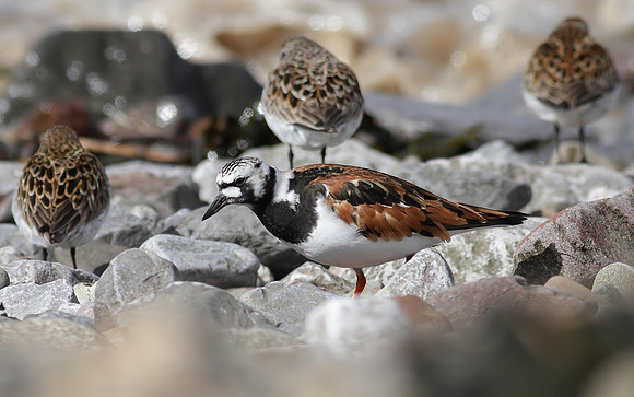 Turnstone breeding colour