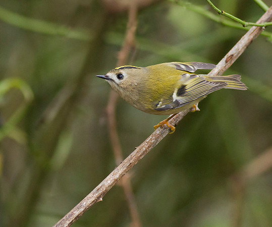 Goldcrest