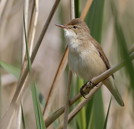 Reed Warbler