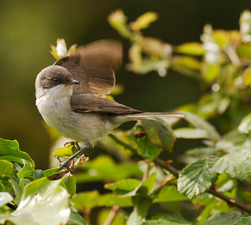 Lesser Whitethroat