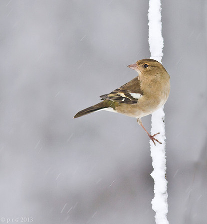 Chaffinch female