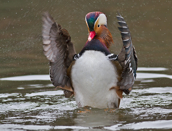 Mandarin male
