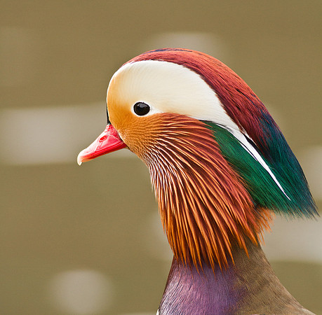Mandarin Portrait