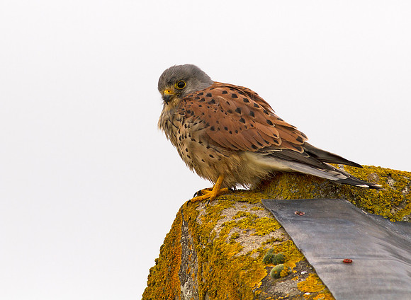 Kestrel male