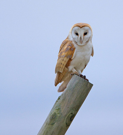 Barn owl