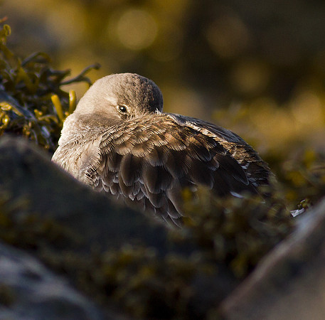 Purple Sandpiper