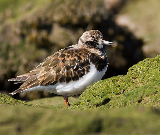 Turnstone