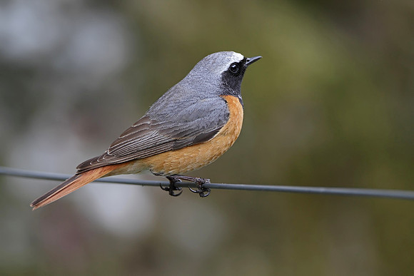 Redstart male