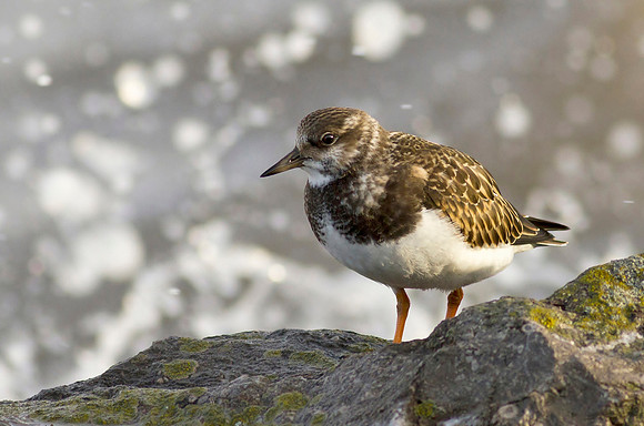 Turnstone