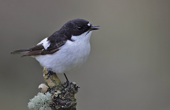Pied flyctcher