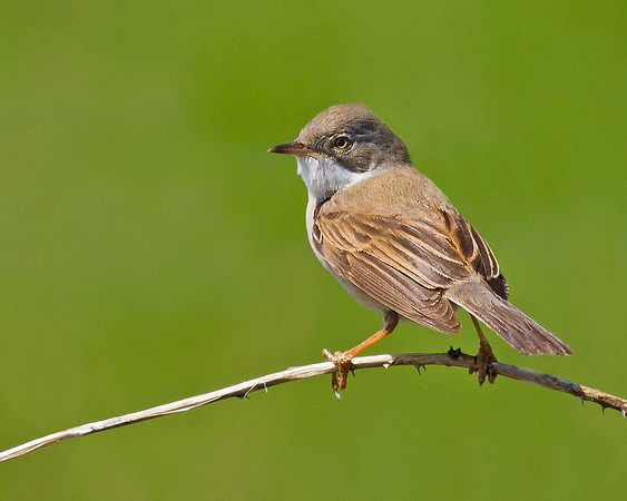 Whitethroat