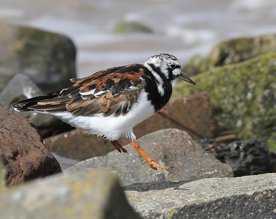 Turnstone