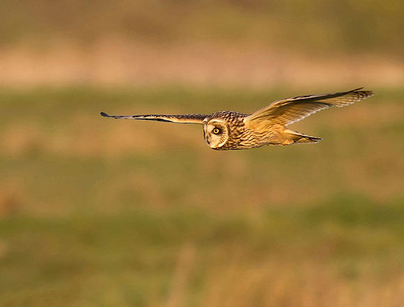 Short eared owl