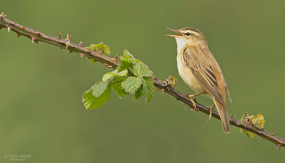 Sedge warbler