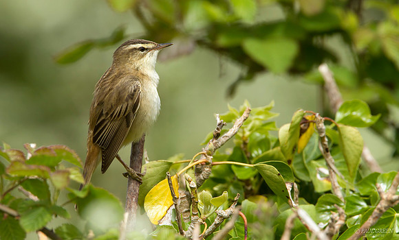 Sedge warbler