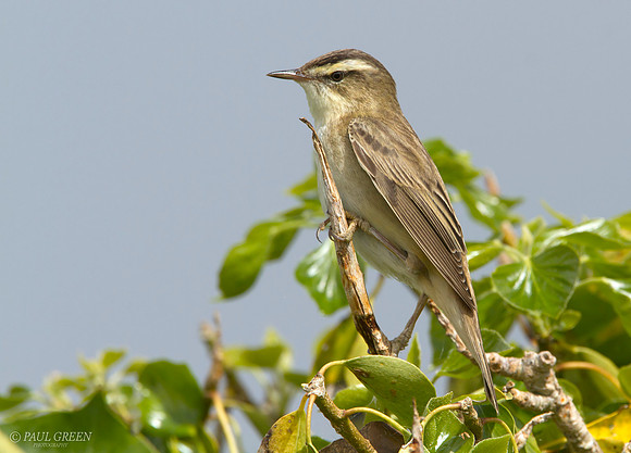 Sedge warbler