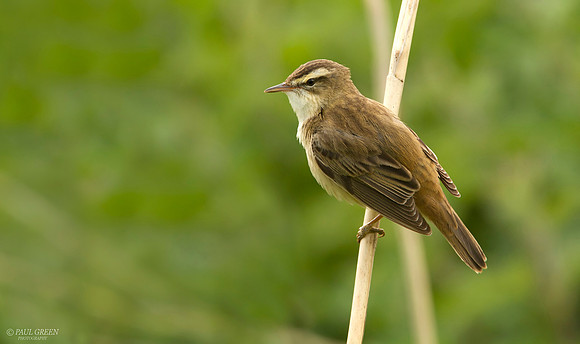 Sedge warbler