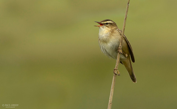 Sedge warbler