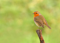 Robin