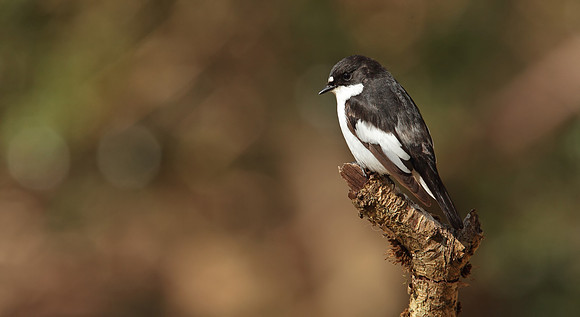 Pied flycatcher