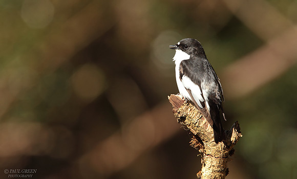 Pied flycatcher