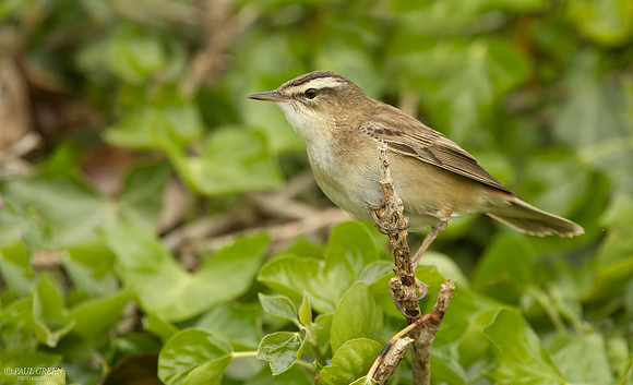 Sedge warbler