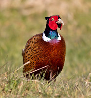 Pheasant