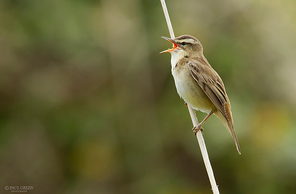 Sedge warbler