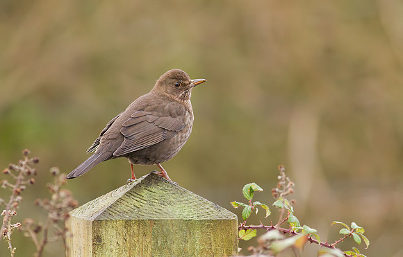 Blackbird female
