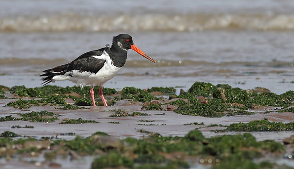 Oystercatcher