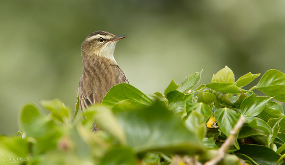 Sedge warbler