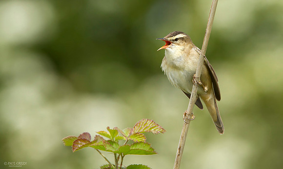 Sedge warbler