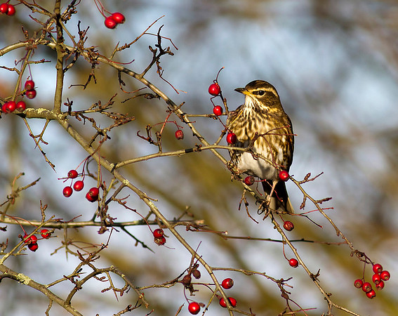 Redwing