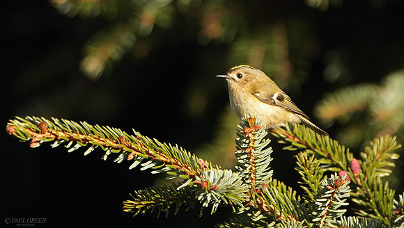 Goldcrest