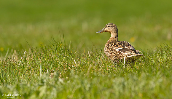 Mallard female