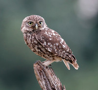 Little owl