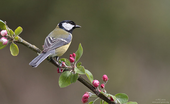Great tit