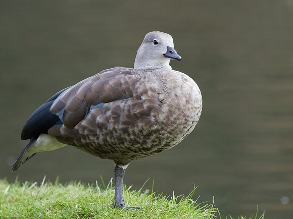 Blue Winged Goose