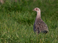 Pheasant Female
