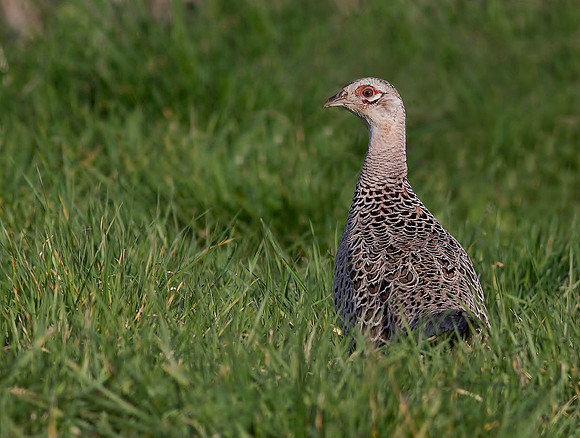 Pheasant Female
