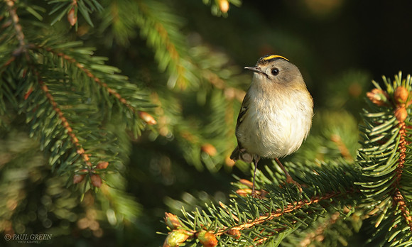 Goldcrest