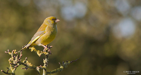 Greenfinch