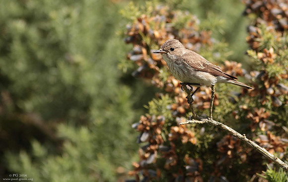 Spotted flycatcher
