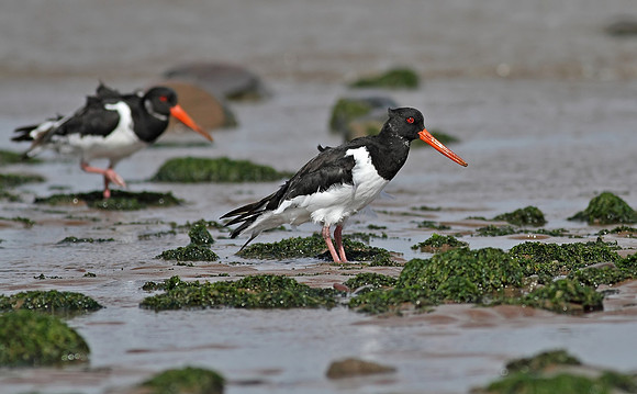 Oystercatcher