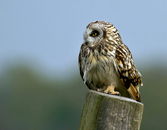 Short eared owl