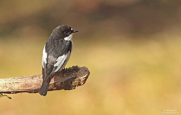 Pied flycatcher