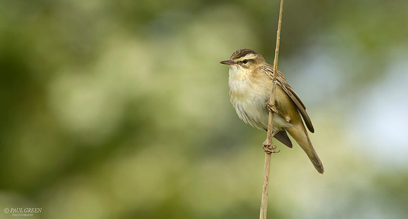 Sedge warbler