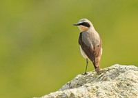 Wheatear Male