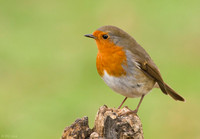 Robin