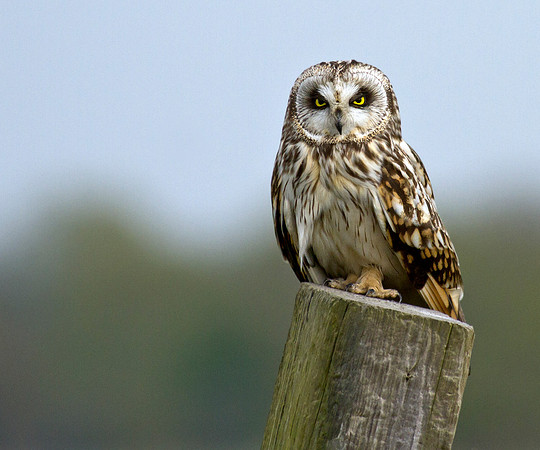 Short eared owl